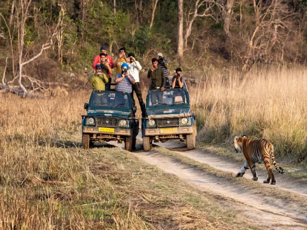 Experience the Thrill of a Jungle Safari in Jim Corbett