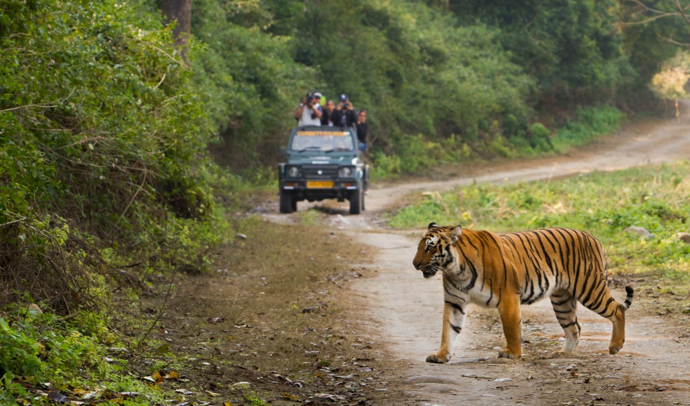 Tourist on safari and Bengal Tiger